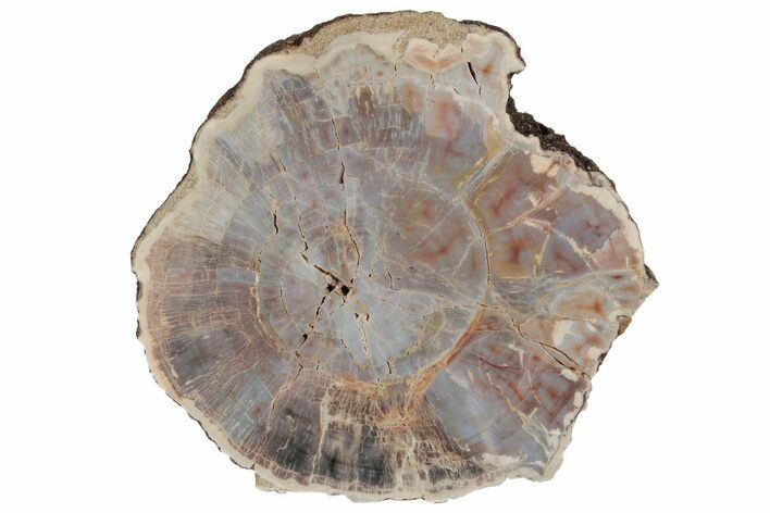 Polished, Petrified Wood (Araucarioxylon) Round - Arizona #193693